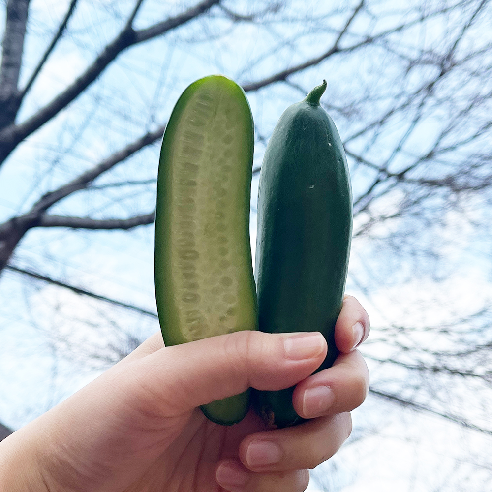 [한입오이] 대세 미니 오이 500g 1kg 2kg 아삭한 오이