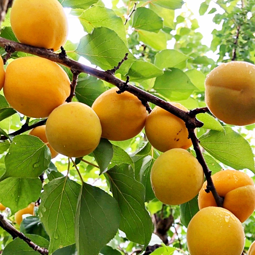[식식한상] 경북 영천 만금살구 2kg 중/상/특