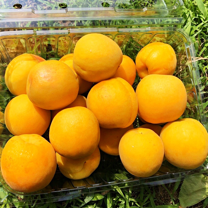 [식식한상] 경북 영천 만금살구 2kg 중/상/특