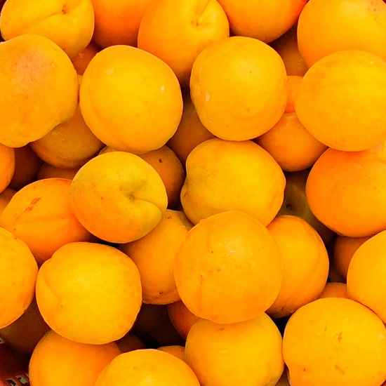[식식한상] 경북 영천 만금살구 2kg 중/상/특 대표이미지 섬네일
