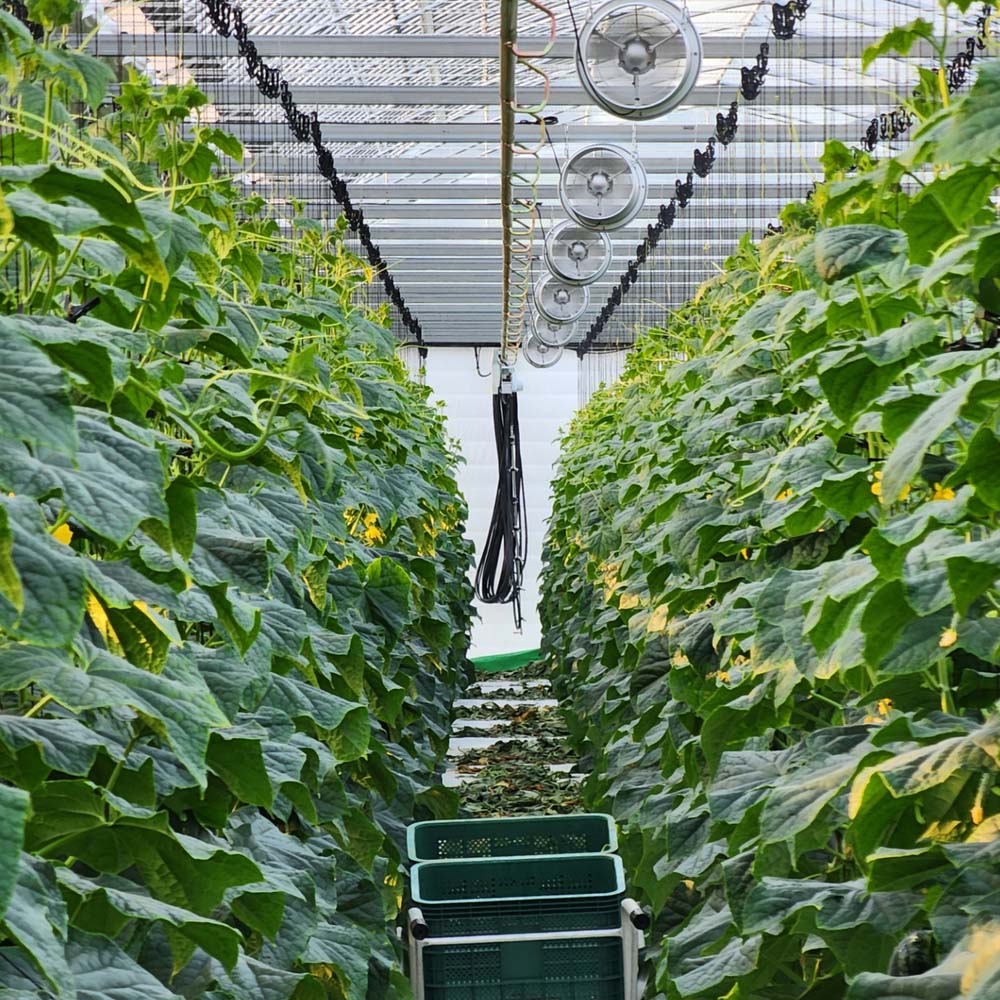 [무료배송] 백다다기 오이 백오이 (5개입~50개입)