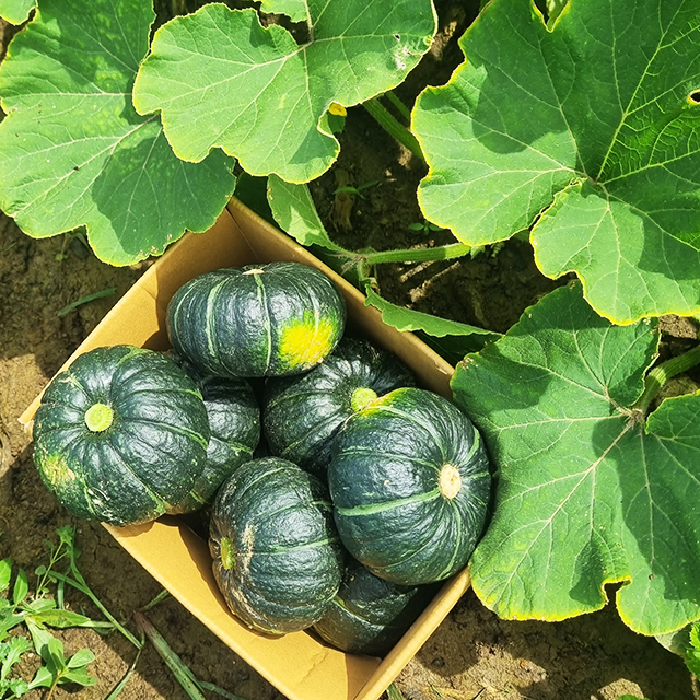 해남 보우짱 미니 단호박 밤호박 밤단호박 혼합과 2kg 4kg