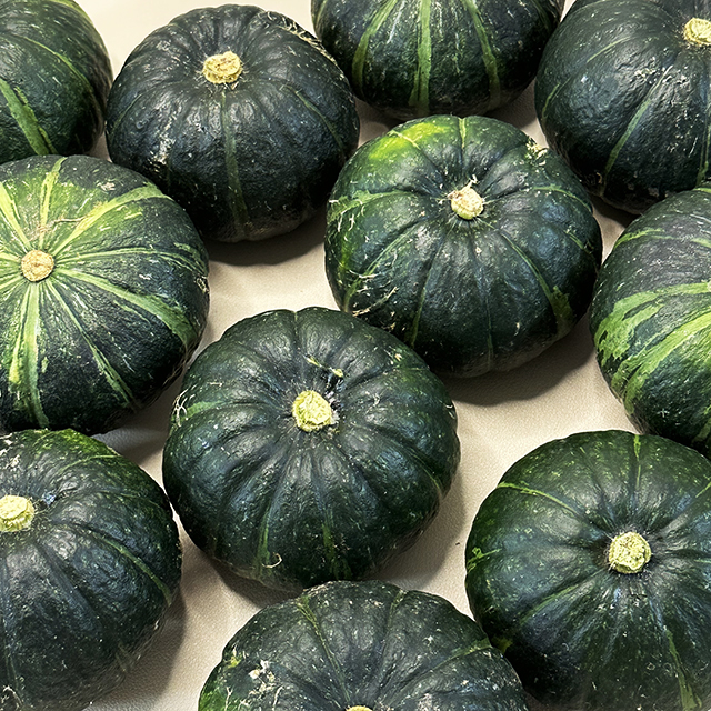 해남 보우짱 미니 단호박 밤호박 밤단호박 혼합과 2kg 4kg