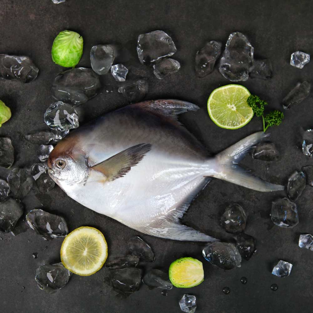 밥강도 병어 150g~250g