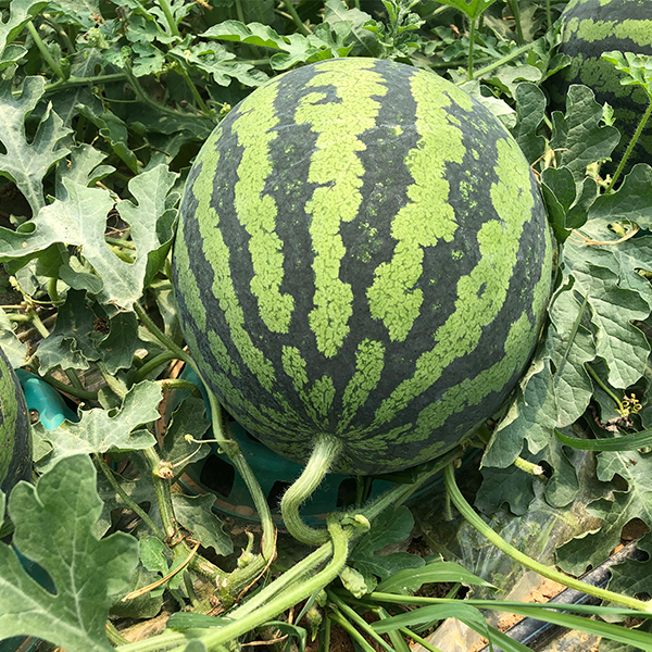 [수분충전] 수박 가정용 정품 4~8kg