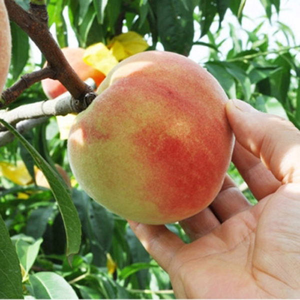 [첫출하_고흥_햇 복숭아] 고흥 명품 복숭아_황도[1.25kg-2.5kg]