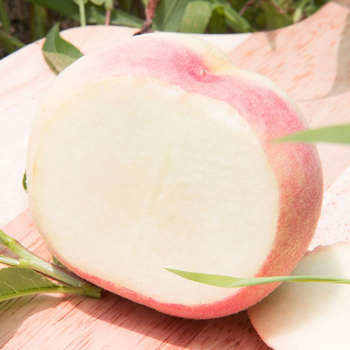 [첫출하_고흥_햇 복숭아] 고흥 명품 복숭아_백도[1.25kg-2.5kg]