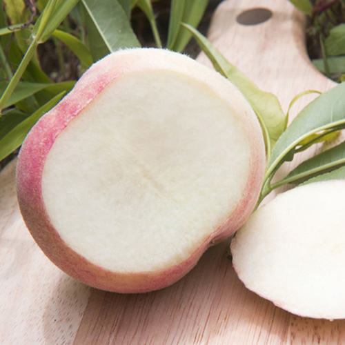 [첫출하_고흥_햇 복숭아] 고흥 명품 복숭아_백도[1.25kg-2.5kg]