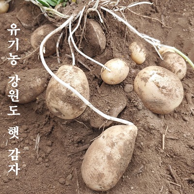 강원도 유기농 햇 수미 감자