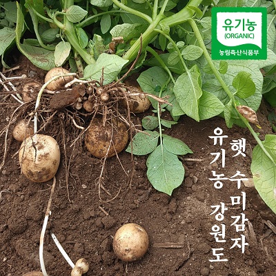 강원도 유기농 햇 수미 감자
