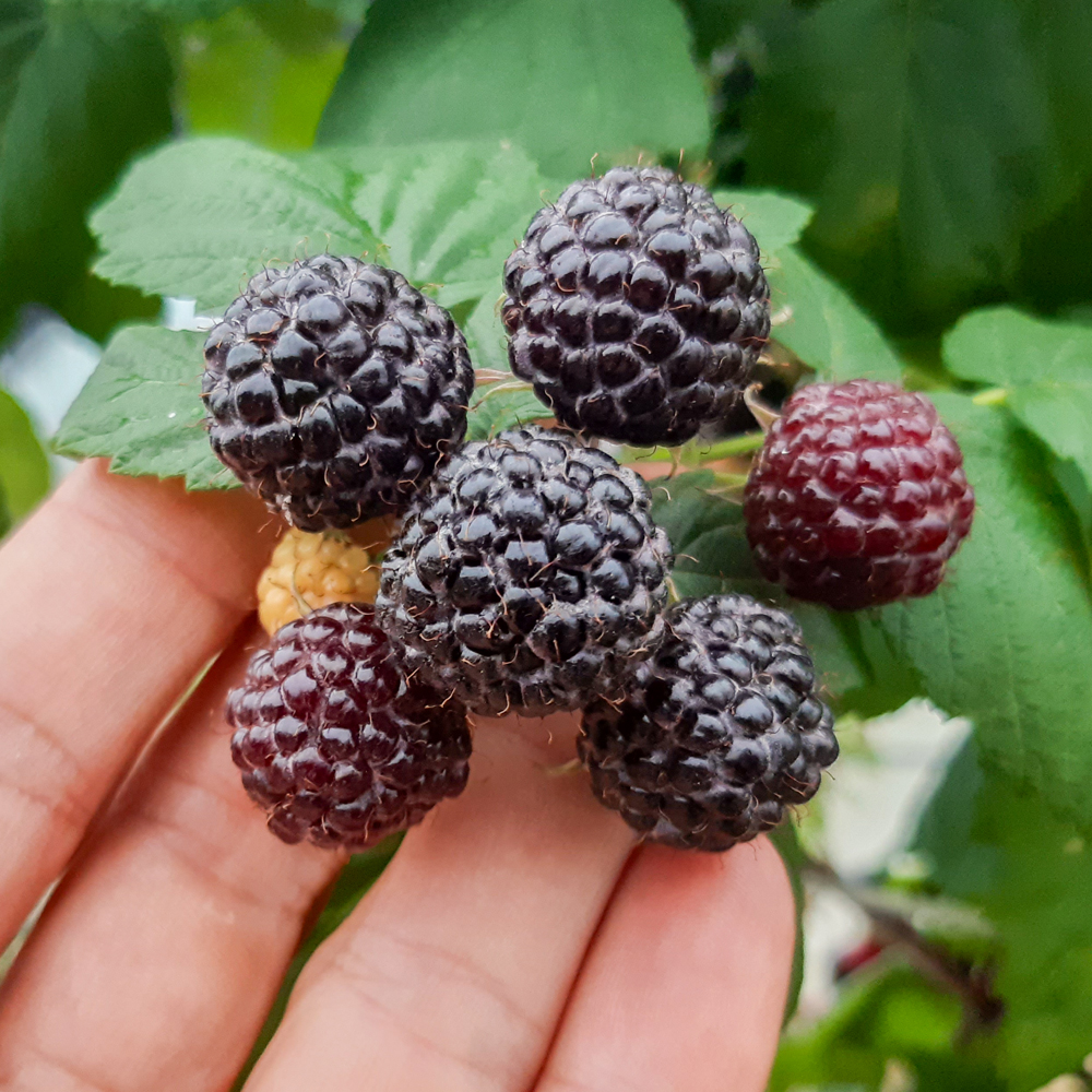 고창 복분자 토종 슈퍼 햇복분자 1kg 5kg 10kg