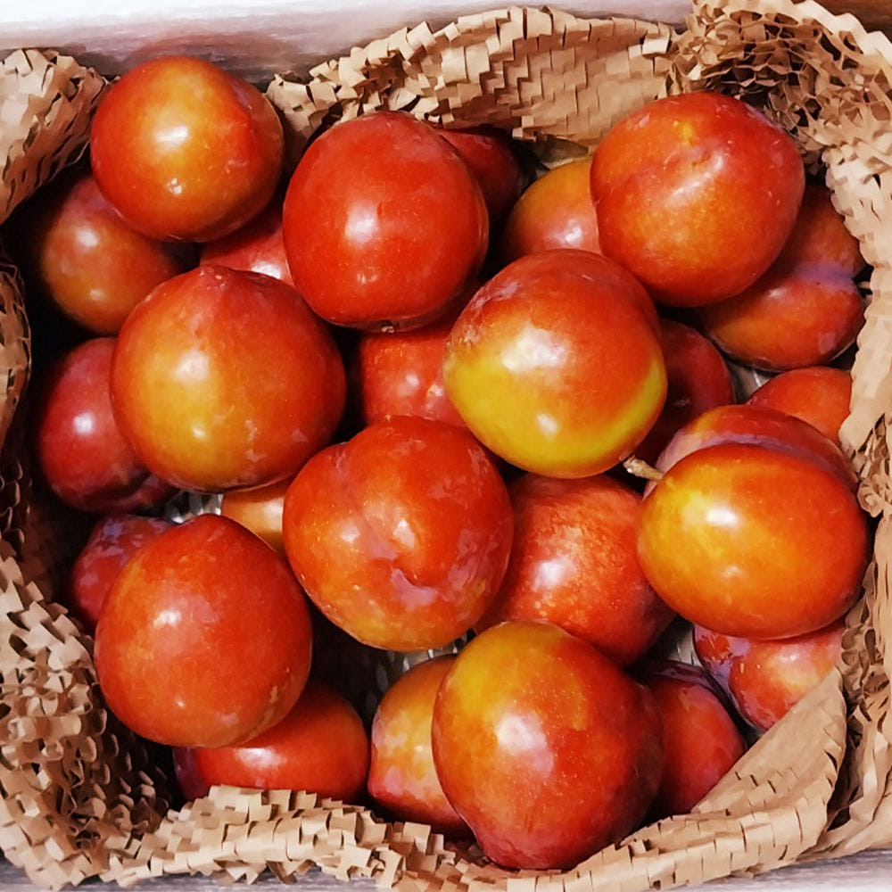 [해따온] 경북 영천 제철과일 자두 산지직송 2kg / 4kg