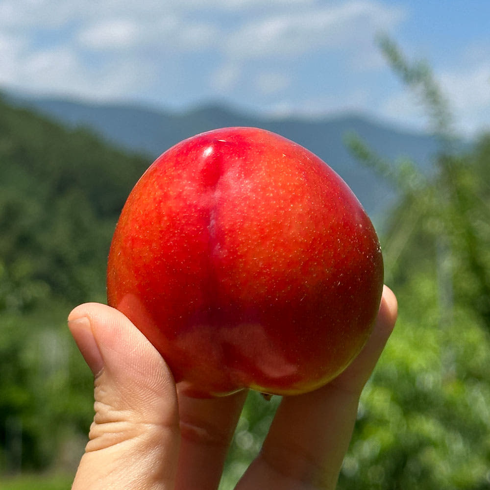 [해따온] 경북 영천 제철과일 자두 산지직송 2kg / 4kg 대표이미지 섬네일