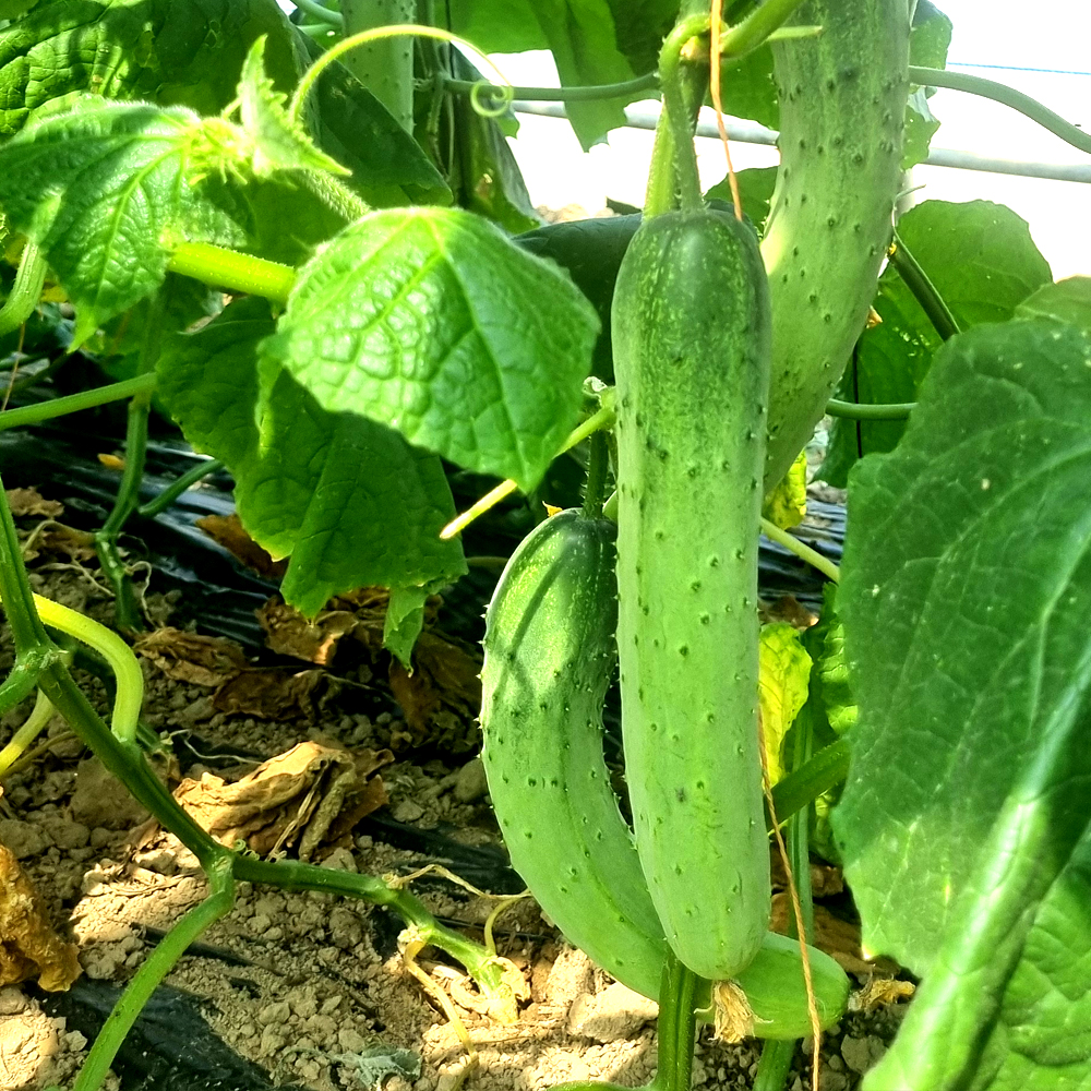 당일수확 백다다기 오이 5kg 10kg 산지직송 국내산 아삭하고 신선한 여름 제철 채소 야채