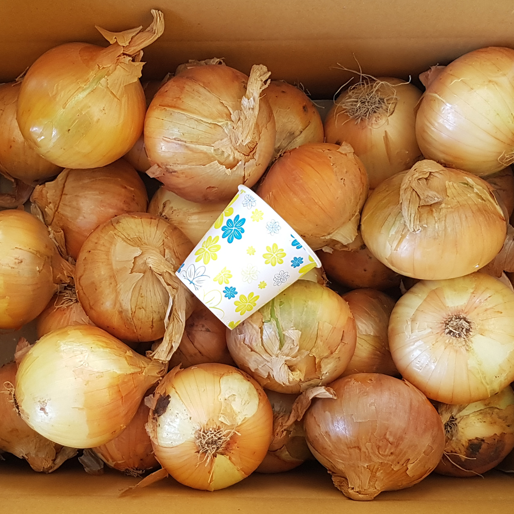 해남 양파 산지직송 국산 햇양파 특대 5kg 10kg