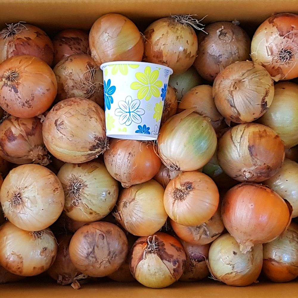 해남 양파 산지직송 국산 햇양파 특대 5kg 10kg