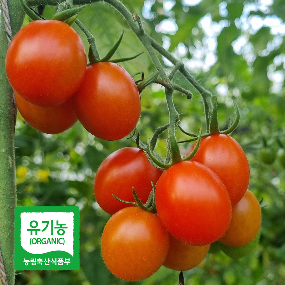 달디단 유기농 대추 방울 토마토 1kg 2kg 5kg친환경 방토 대표이미지 섬네일