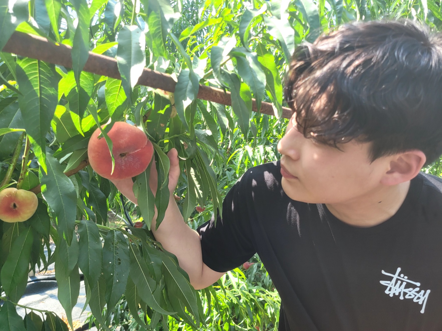 [출시특가]경산 납작복숭아(거반도)