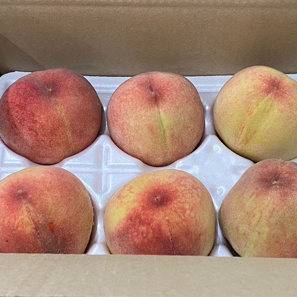 [황도최고] 노오란 황도 노란 복숭아 꿀당도 털복숭아 1kg 2kg 4kg 소과 중과 대과