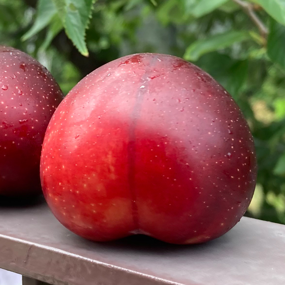 당도 높은 나디아 바이오 체리 자두 1kg 2kg