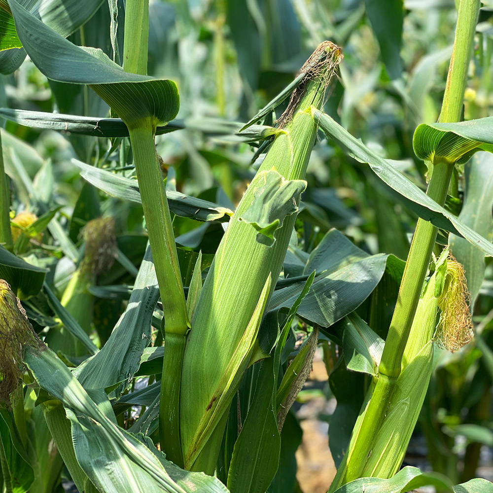 국내산 햇 초당옥수수 특품 5개 고당도 (14cm이상)