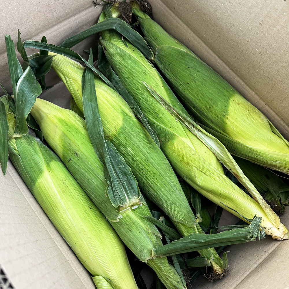 국내산 햇 초당옥수수 특품 5개 고당도 (14cm이상)