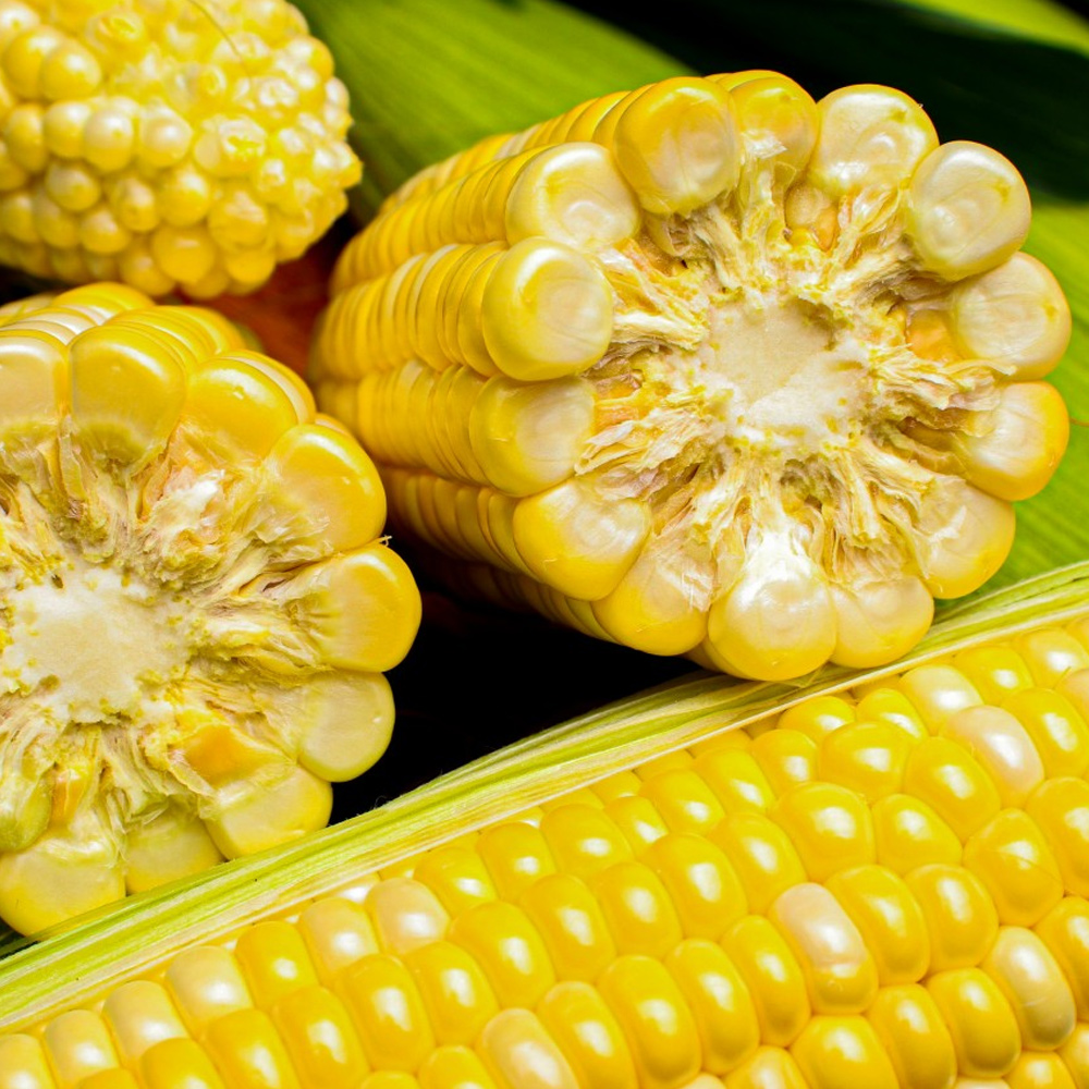 국내산 햇 초당옥수수 특품 5개 고당도 (14cm이상)