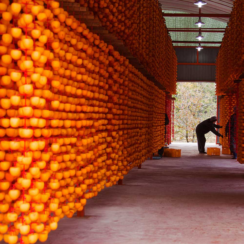 [선물세트] 영동 촉촉 호두 곶감 반건시