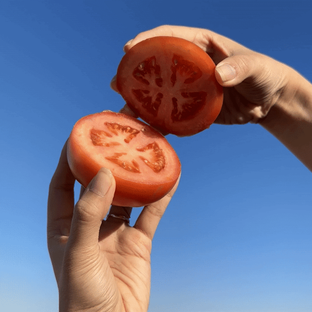 진정한 슈퍼푸드 탱탱하고 아삭한 완숙 토마토 대표이미지 섬네일