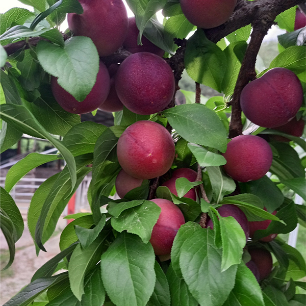 [자두최고] 빨간맛 체리자두 1kg 2kg 3kg 4kg 5kg