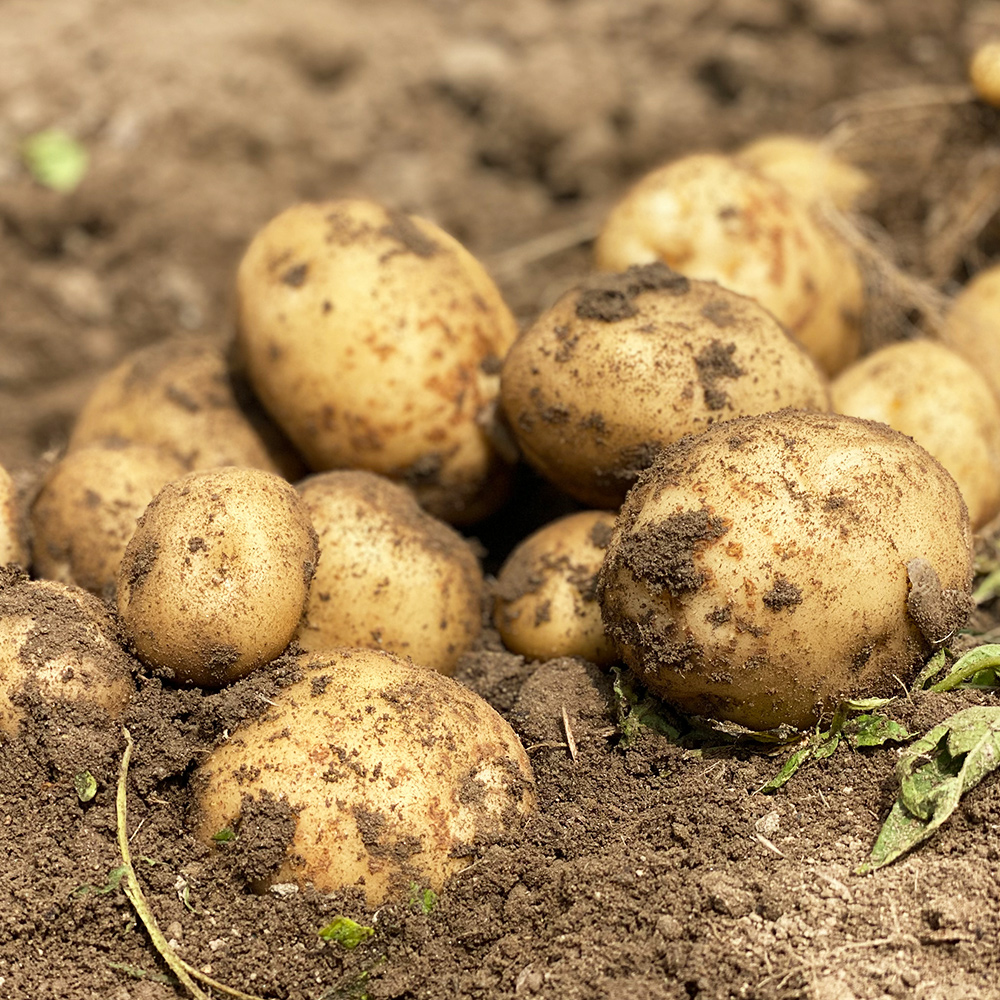 국내산 햇 감자 대왕,왕 혼합 3kg 5kg 10kg 수미 두백 단오 자영 홍감자 대표이미지 섬네일