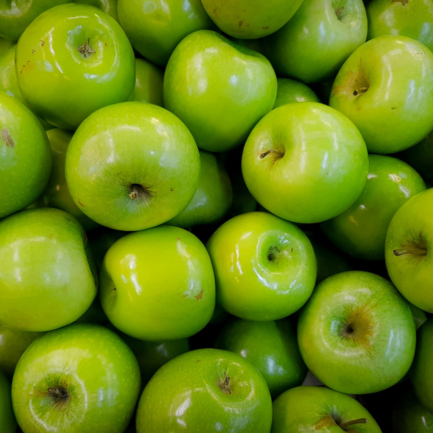 첫수확! 싱그러운 여름 아삭달콤 썸머킹 사과