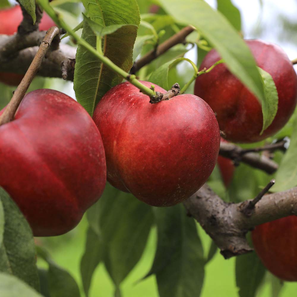 [무료배송] 산지직송 경북 천도 복숭아 2kg/4kg