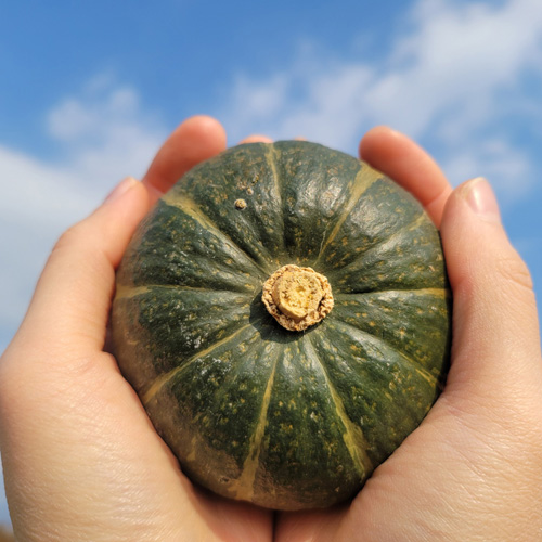 [첫출하/산지직송] 제주 특품 밤호박 [2.5kg-4.5kg] [익일출고]