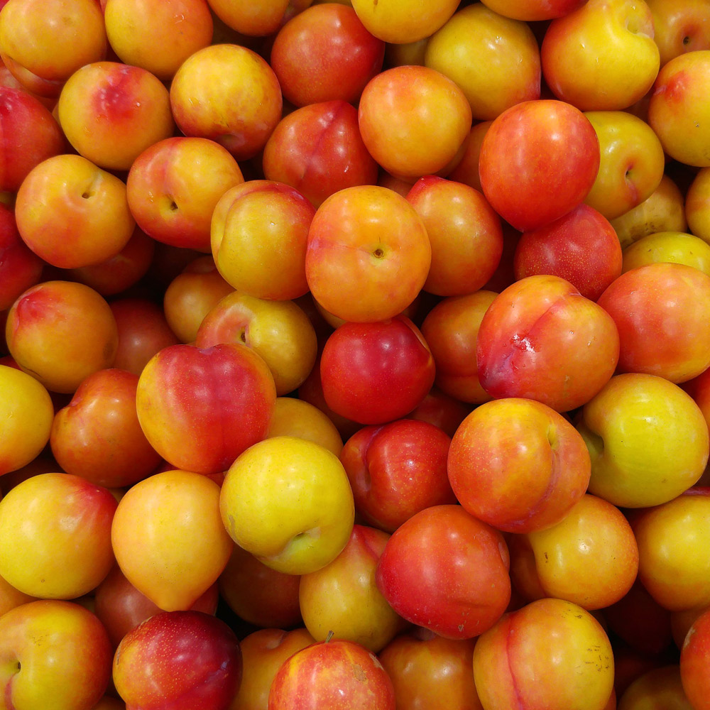 [산지직송] 영천 고당도 햇 대석 자두 [1kg-3kg]