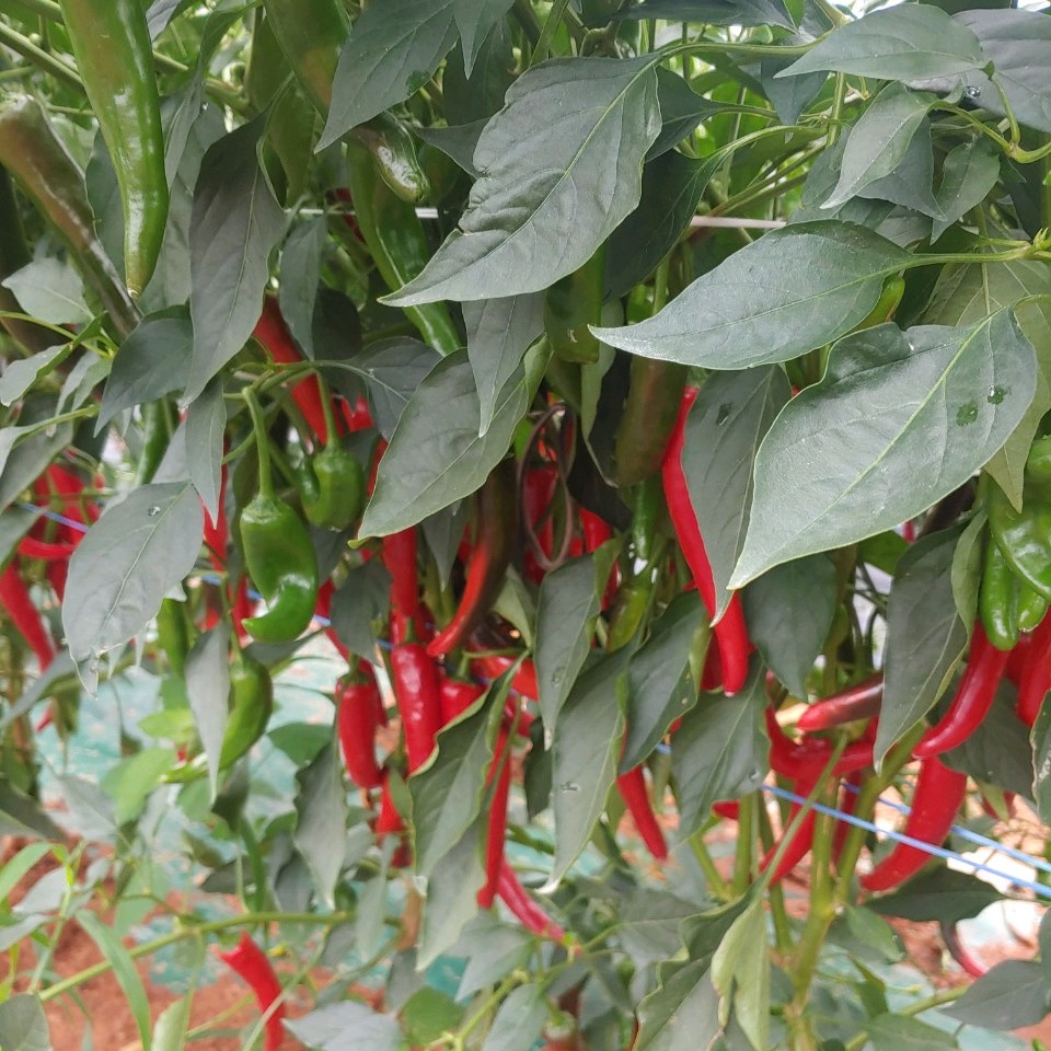 해남 고추 홍고추 빨간고추 물고추 5kg 10kg