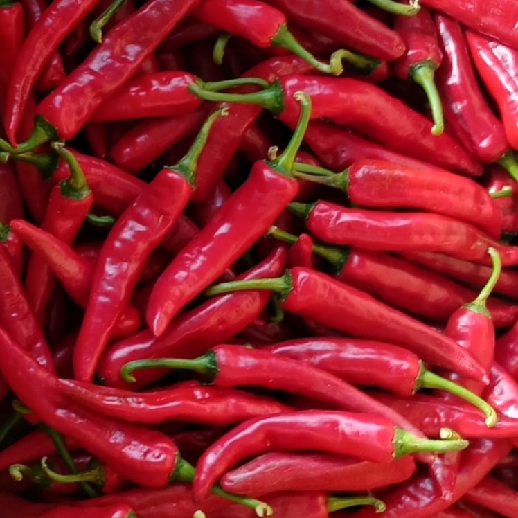 해남 고추 홍고추 빨간고추 물고추 5kg 10kg