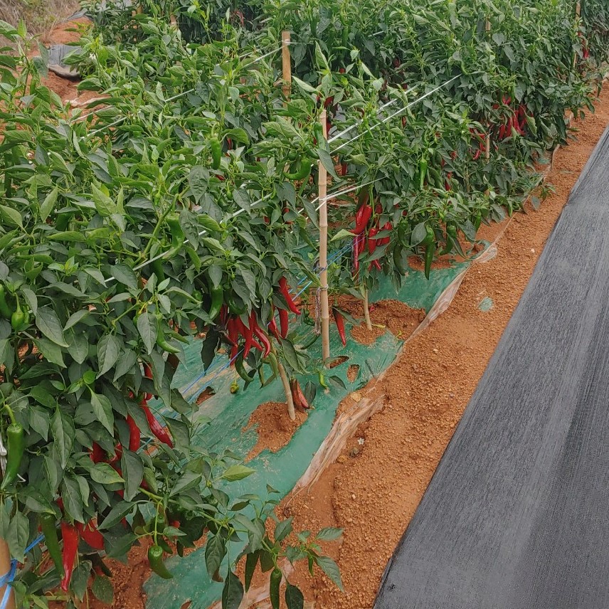 해남 고추 홍고추 빨간고추 물고추 5kg 10kg