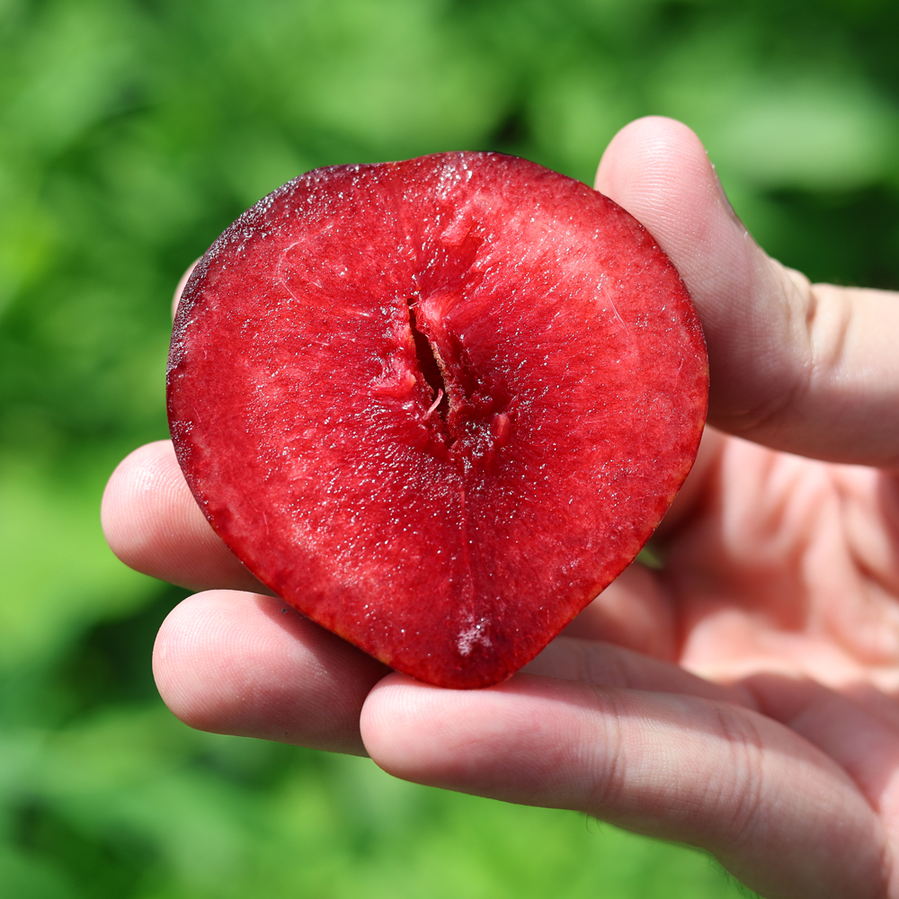새콤달콤한 와촌 피자두 1kg