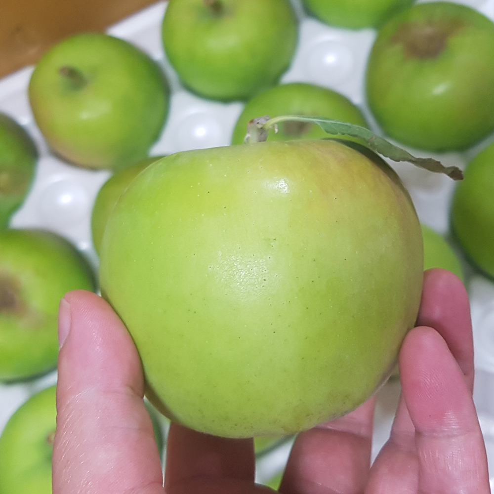 새콤 아삭한 여름 대표 사과 영천 썸머킹 2kg