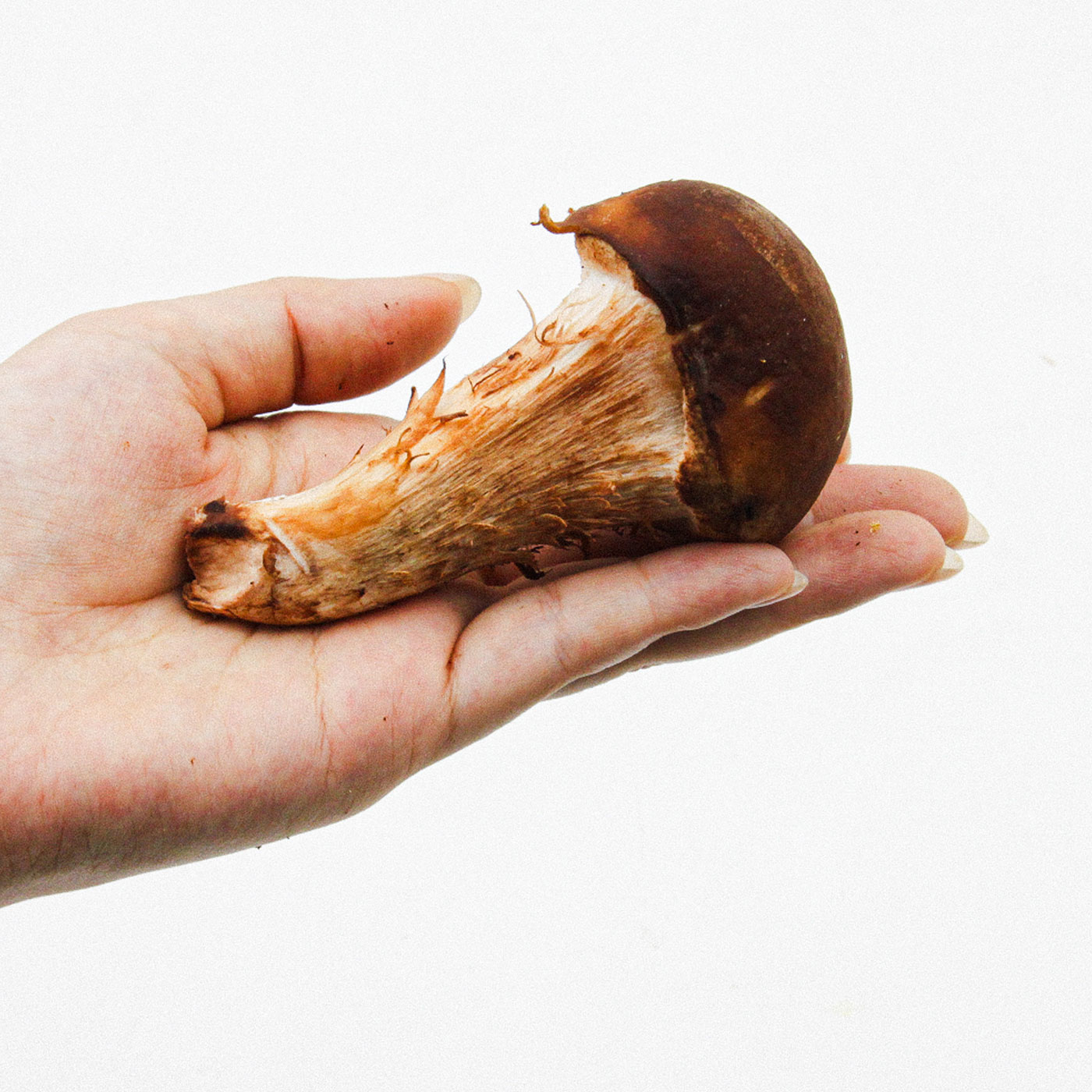 소중한 가족을 위한 최상의 참송이 버섯