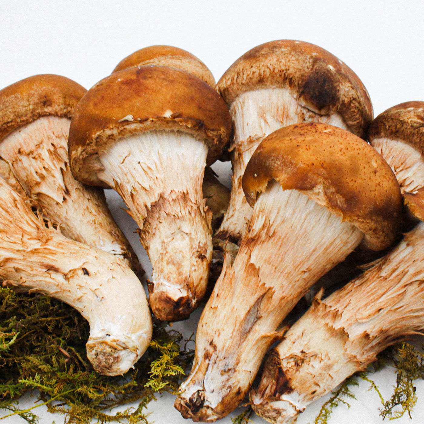 소중한 가족을 위한 최상의 참송이 버섯