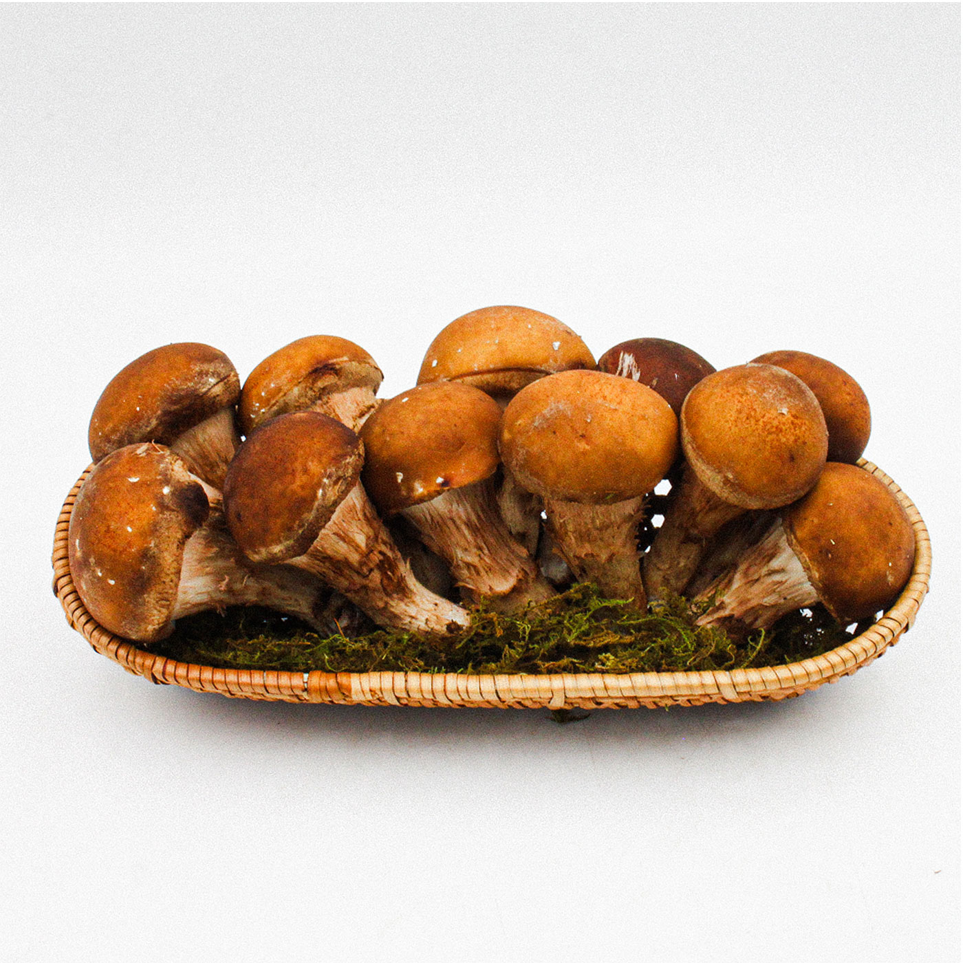 소중한 가족을 위한 최상의 참송이 버섯