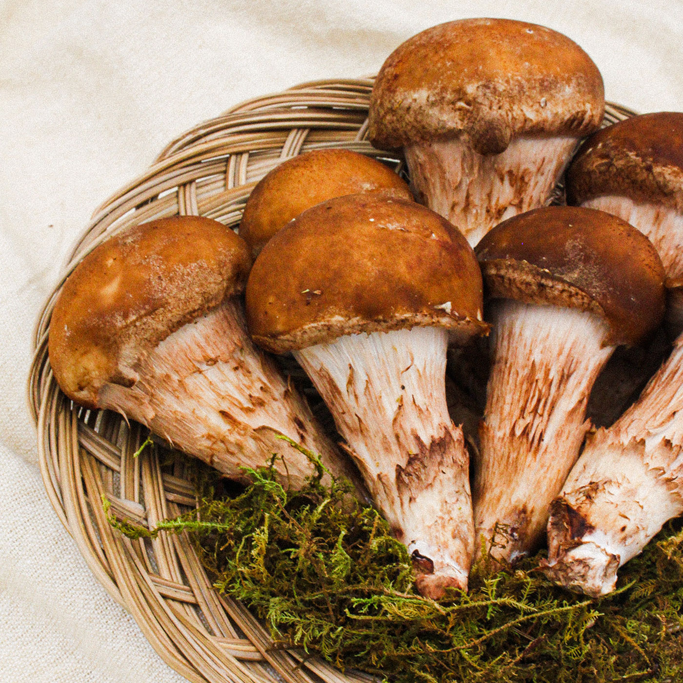 소중한 가족을 위한 최상의 참송이 버섯