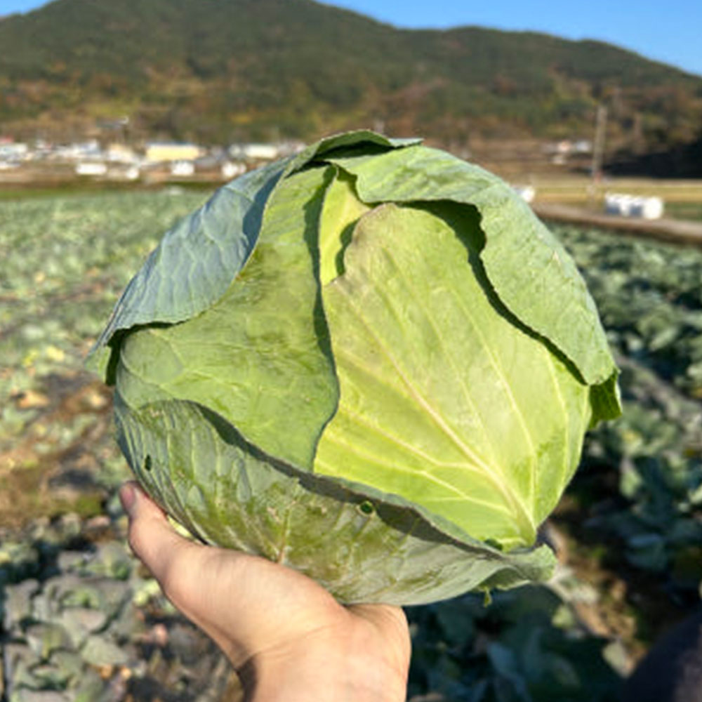 친환경 유기농 무농약 양배추 1~3kg