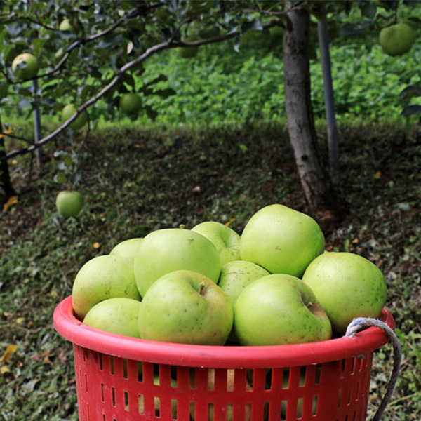 [사과최고] 초록 사과 여름 청사과 아삭아삭 가정용 1kg 2kg 3kg 혼합과 대과