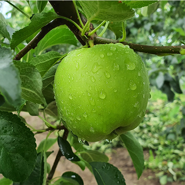 [사과최고] 초록 사과 여름 청사과 아삭아삭 가정용 1kg 2kg 3kg 혼합과 대과