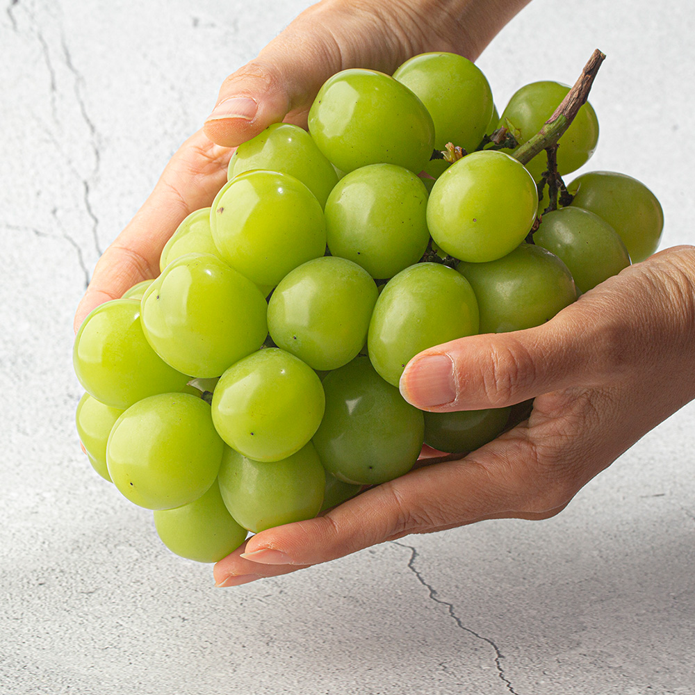 고당도 프리미엄 샤인머스켓 1송이 부터 선물세트 까지 다양한 포장 샤인 머스캣 포도 청포도 고당도 선물 세트 여름 과일