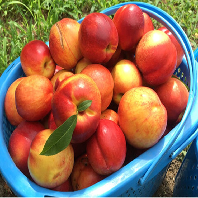 새콤달콤 망고 천도복숭아 옐로드림