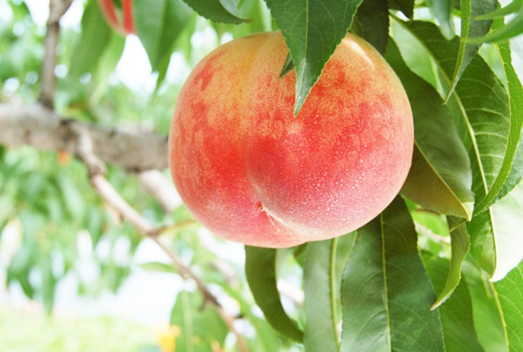 국내산 고당도 백도 딱딱이복숭아 아삭이